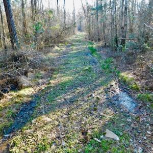 Photo of UNDER CONTRACT!  43.7 Acres of Hunting Land For Sale in Gates County NC!