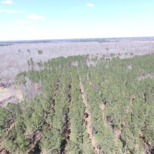 Photo of UNDER CONTRACT!  62 Acres of Residential Timber Land For Sale in Greensville County VA!