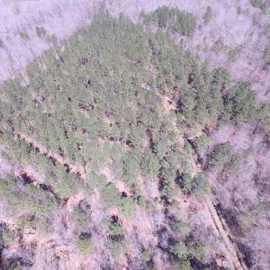 Photo of UNDER CONTRACT!  62 Acres of Residential Timber Land For Sale in Greensville County VA!