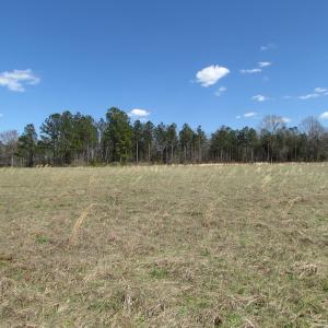 Photo of UNDER CONTRACT!  62 Acres of Residential Timber Land For Sale in Greensville County VA!
