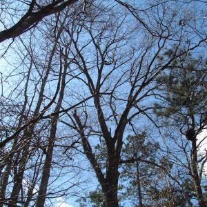 Photo of UNDER CONTRACT!  62 Acres of Residential Timber Land For Sale in Greensville County VA!