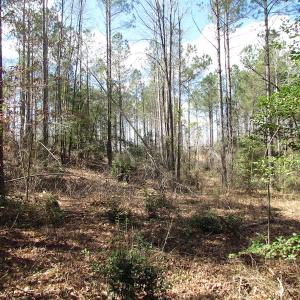 Photo of UNDER CONTRACT!  62 Acres of Residential Timber Land For Sale in Greensville County VA!