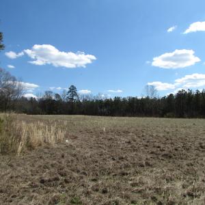 Photo of UNDER CONTRACT!  62 Acres of Residential Timber Land For Sale in Greensville County VA!