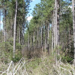 Photo of UNDER CONTRACT!  62 Acres of Residential Timber Land For Sale in Greensville County VA!