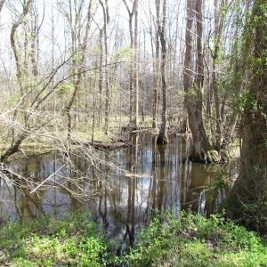 Photo of UNDER CONTRACT!  62 Acres of Residential Timber Land For Sale in Greensville County VA!