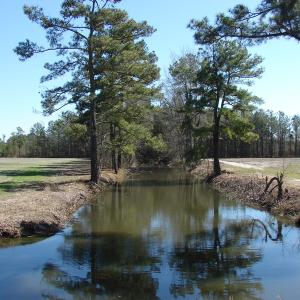 Photo of UNDER CONTRACT!  36 Acres of Farm and Timber Land For Sale in Robeson County NC!