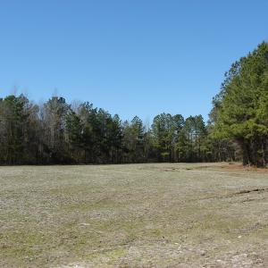 Photo of UNDER CONTRACT!  36 Acres of Farm and Timber Land For Sale in Robeson County NC!