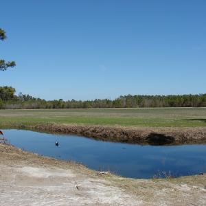 Photo of UNDER CONTRACT!  36 Acres of Farm and Timber Land For Sale in Robeson County NC!