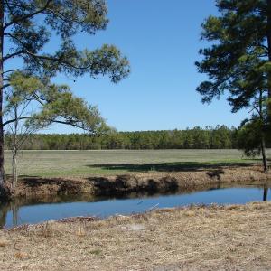 Photo of UNDER CONTRACT!  36 Acres of Farm and Timber Land For Sale in Robeson County NC!