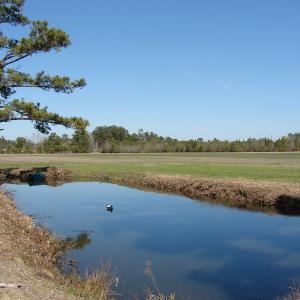 Photo of UNDER CONTRACT!  36 Acres of Farm and Timber Land For Sale in Robeson County NC!