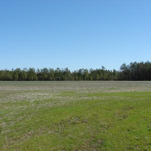 Photo of UNDER CONTRACT!  36 Acres of Farm and Timber Land For Sale in Robeson County NC!
