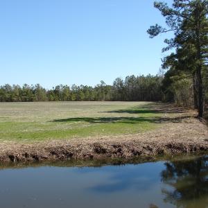 Photo of UNDER CONTRACT!  36 Acres of Farm and Timber Land For Sale in Robeson County NC!