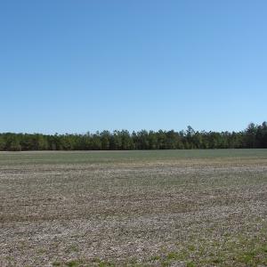 Photo of UNDER CONTRACT!  36 Acres of Farm and Timber Land For Sale in Robeson County NC!