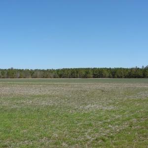Photo of UNDER CONTRACT!  36 Acres of Farm and Timber Land For Sale in Robeson County NC!