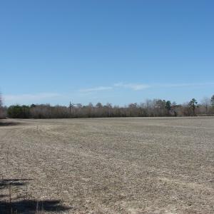 Photo of UNDER CONTRACT!  50 Acres of Farm and Timber Land For Sale in Robeson County NC!