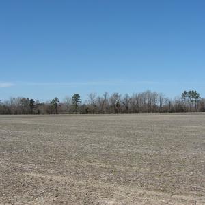 Photo of UNDER CONTRACT!  50 Acres of Farm and Timber Land For Sale in Robeson County NC!