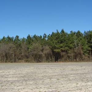 Photo of UNDER CONTRACT!  50 Acres of Farm and Timber Land For Sale in Robeson County NC!