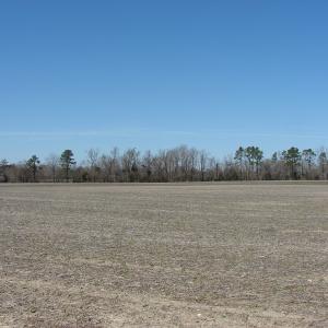 Photo of UNDER CONTRACT!  50 Acres of Farm and Timber Land For Sale in Robeson County NC!