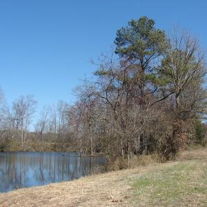 Photo of UNDER CONTRACT!  50 Acres of Farm and Timber Land For Sale in Robeson County NC!