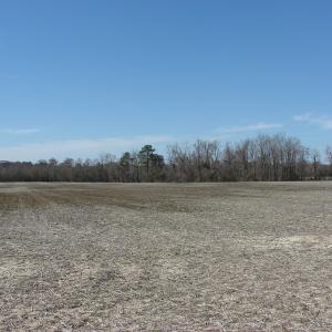 Photo of UNDER CONTRACT!  50 Acres of Farm and Timber Land For Sale in Robeson County NC!