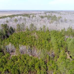 Photo of UNDER CONTRACT!  14.24 Acres of Creek Front Residential Land For Sale in Tyrrell County NC!