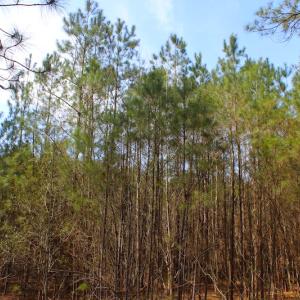 Photo of UNDER CONTRACT!  14.24 Acres of Creek Front Residential Land For Sale in Tyrrell County NC!