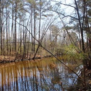 Photo of UNDER CONTRACT!  14.24 Acres of Creek Front Residential Land For Sale in Tyrrell County NC!