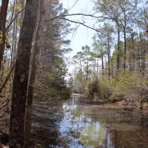 Photo of UNDER CONTRACT!  14.24 Acres of Creek Front Residential Land For Sale in Tyrrell County NC!