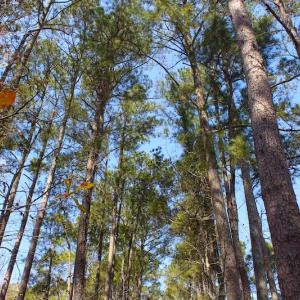 Photo of UNDER CONTRACT!  14.24 Acres of Creek Front Residential Land For Sale in Tyrrell County NC!