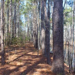 Photo of UNDER CONTRACT!  14.24 Acres of Creek Front Residential Land For Sale in Tyrrell County NC!