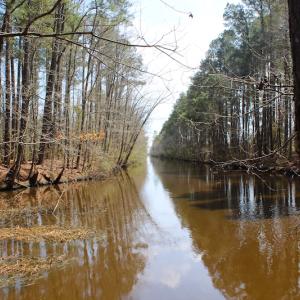 Photo of UNDER CONTRACT!  14.24 Acres of Creek Front Residential Land For Sale in Tyrrell County NC!