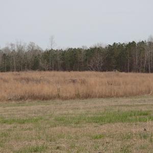 Photo of 32 Acres of Farm and Timber Land For Sale in Nash County NC!