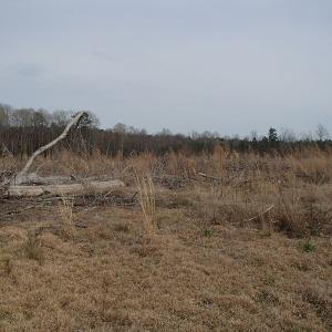 Photo of 32 Acres of Farm and Timber Land For Sale in Nash County NC!