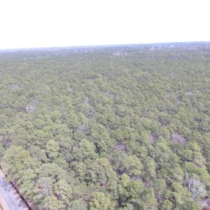 Photo of UNDER CONTRACT!  77 Acres of  Hunting and Investment Land for Sale in Mathews County VA!