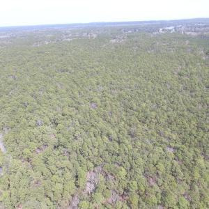 Photo of UNDER CONTRACT!  77 Acres of  Hunting and Investment Land for Sale in Mathews County VA!