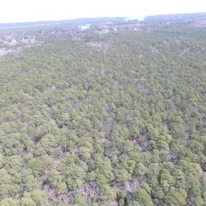 Photo of UNDER CONTRACT!  77 Acres of  Hunting and Investment Land for Sale in Mathews County VA!
