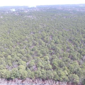 Photo of UNDER CONTRACT!  77 Acres of  Hunting and Investment Land for Sale in Mathews County VA!