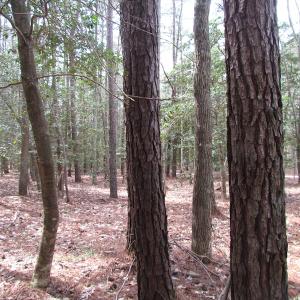 Photo of UNDER CONTRACT!  77 Acres of  Hunting and Investment Land for Sale in Mathews County VA!