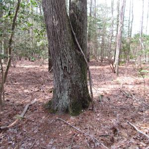 Photo of UNDER CONTRACT!  77 Acres of  Hunting and Investment Land for Sale in Mathews County VA!