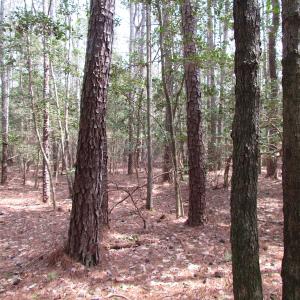 Photo of UNDER CONTRACT!  77 Acres of  Hunting and Investment Land for Sale in Mathews County VA!