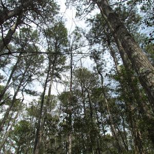 Photo of UNDER CONTRACT!  77 Acres of  Hunting and Investment Land for Sale in Mathews County VA!