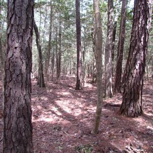 Photo of UNDER CONTRACT!  77 Acres of  Hunting and Investment Land for Sale in Mathews County VA!