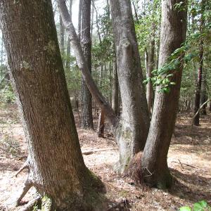 Photo of UNDER CONTRACT!  77 Acres of  Hunting and Investment Land for Sale in Mathews County VA!