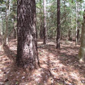 Photo of UNDER CONTRACT!  77 Acres of  Hunting and Investment Land for Sale in Mathews County VA!