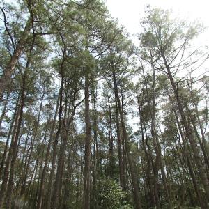 Photo of UNDER CONTRACT!  77 Acres of  Hunting and Investment Land for Sale in Mathews County VA!