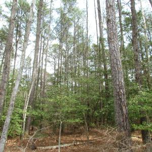 Photo of UNDER CONTRACT!  77 Acres of  Hunting and Investment Land for Sale in Mathews County VA!