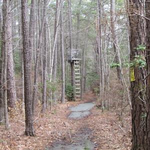 Photo of UNDER CONTRACT!  77 Acres of  Hunting and Investment Land for Sale in Mathews County VA!