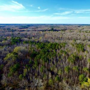 Photo of UNDER CONTRACT!  115 Acres of Hunting Land For Sale in Wilson County NC!