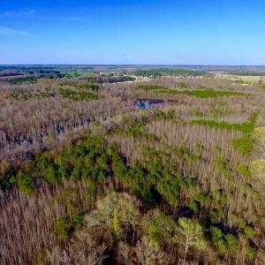 Photo of UNDER CONTRACT!  115 Acres of Hunting Land For Sale in Wilson County NC!