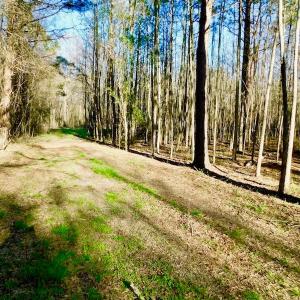 Photo of UNDER CONTRACT!  115 Acres of Hunting Land For Sale in Wilson County NC!